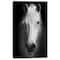 Designart - White Horse Black and White - Animal Canvas Art Print